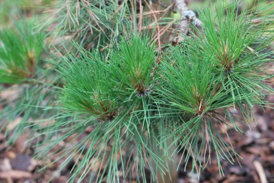 Pinus resinosa - borovice smolná